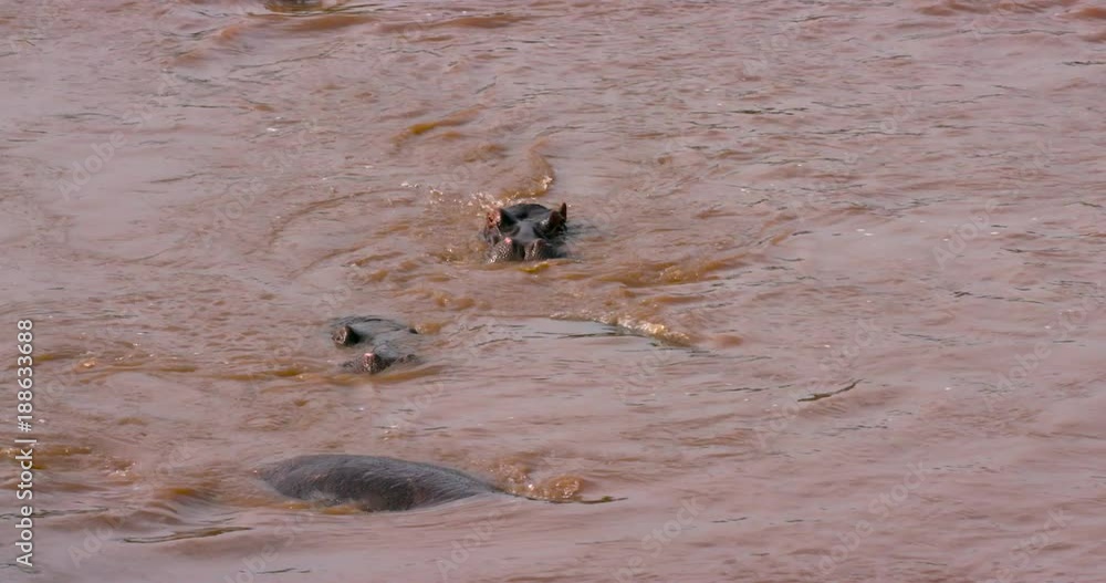 Hippopotamuses In Talek River; Maasai Mara Day 3; Maasai Mara, Kenya, Africa Hippopotamuses In Talek River; Maasai Mara Day 3; Maasai Mara, Kenya, Africa