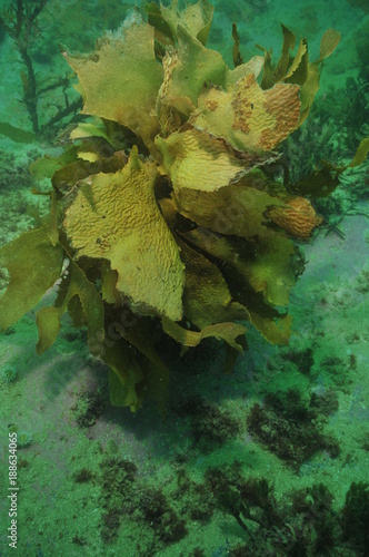 Single specimen of brown stalked kelp Ecklonia radiata with frond partially eaten by herbivores in murky bay.