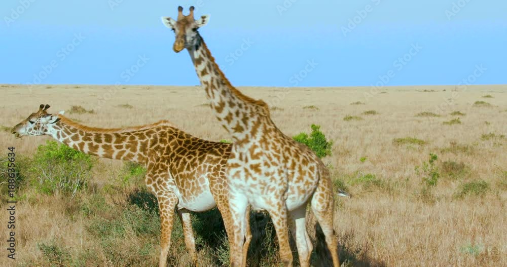 Masai Giraffes Walking; Maasai Mara 7 Sept 16 Am; Maasai Mara, Kenya, Africa Masai Giraffes Walking; Maasai Mara 7 Sept 16 Am; Maasai Mara, Kenya, Africa