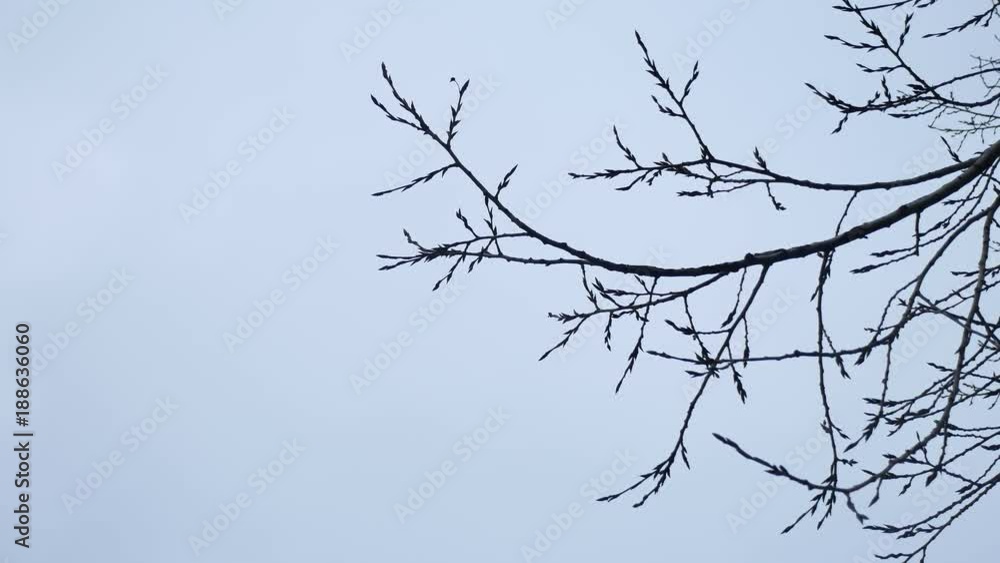 Dry tree branch on a white outdoors background nature