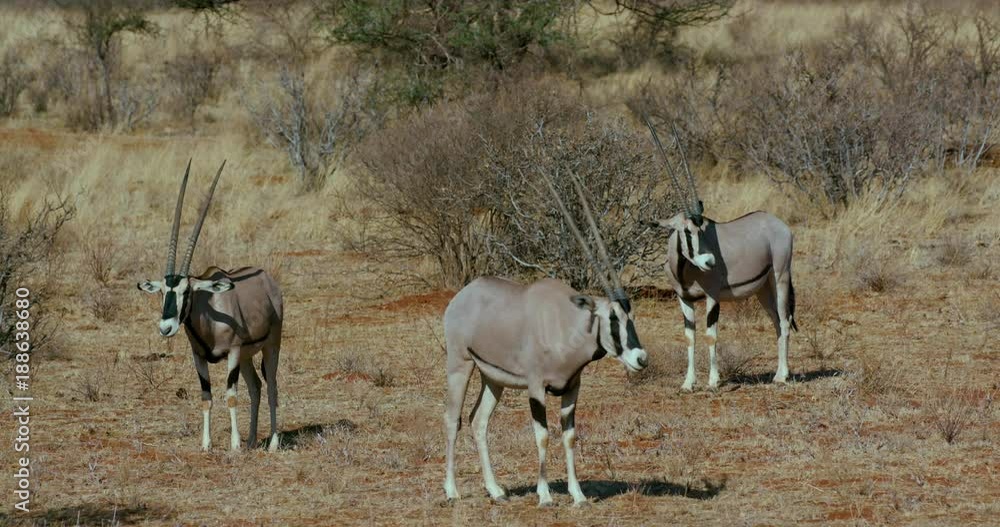 East African Oryx Grazing; Nanyuki And Samburu; Samburu, Kenya, Africa East African Oryx Grazing; Nanyuki And Samburu; Samburu, Kenya, Africa