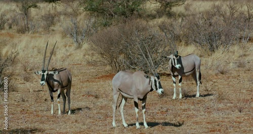 East African Oryx Grazing; Nanyuki And Samburu; Samburu, Kenya, Africa photo