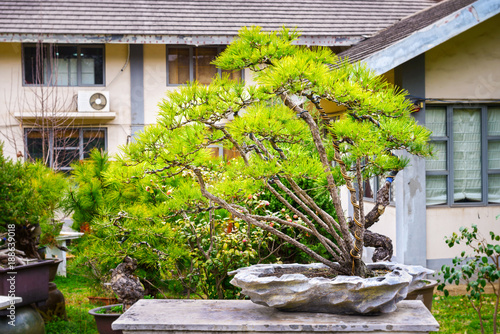 Bonsai in early spring. Located in Gulin Park of Nanjing, Jiangsu, China. photo