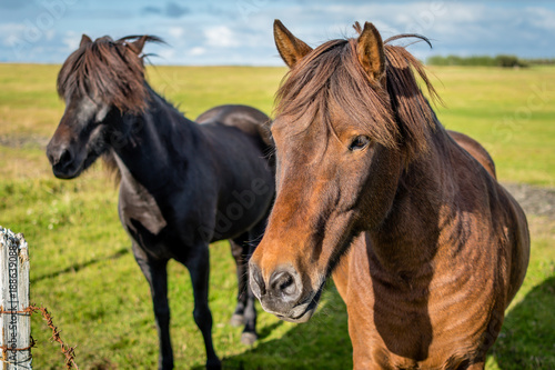 Icelandic horses © Peter