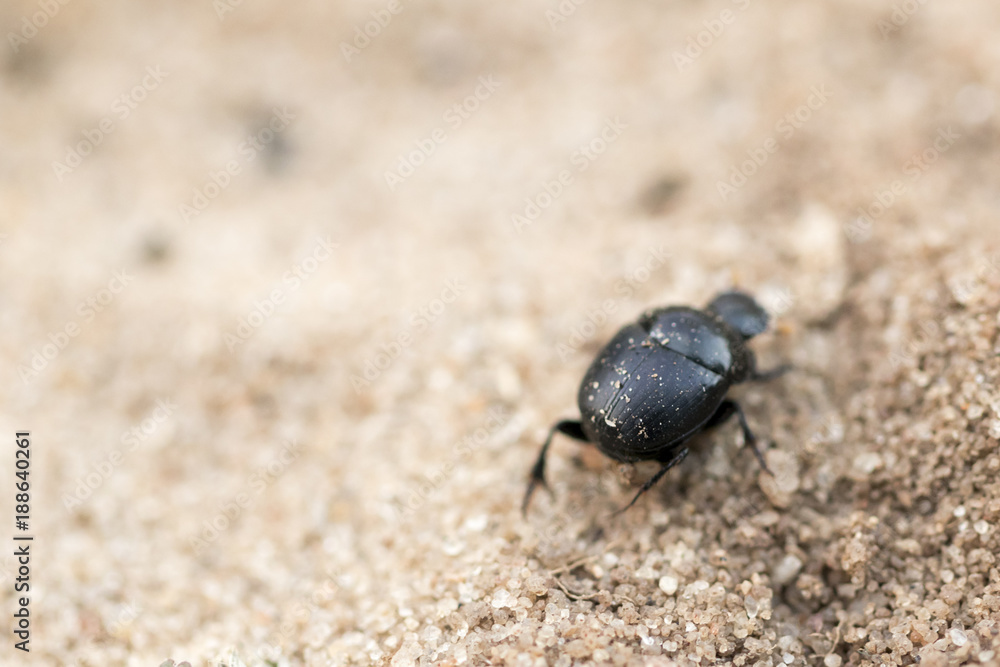 Little black beetle wondering in the sand. Looking for a place to stay.