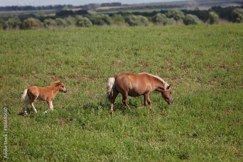 Horses on a green field / Mare and Her Foal