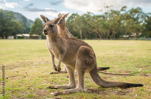 Kangaroos, native Australian Wildlife animals