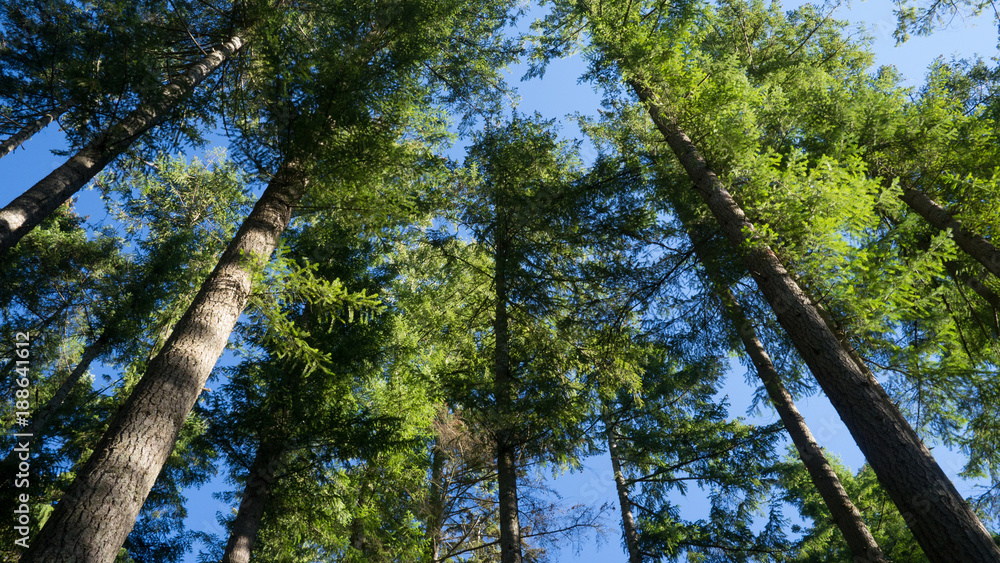 Fototapeta premium Green pine trees against blue sky from below