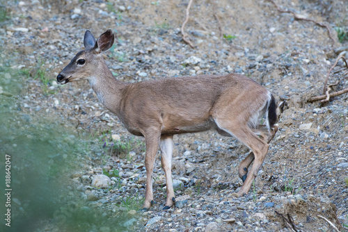 Black tail deer doe on rock cliff