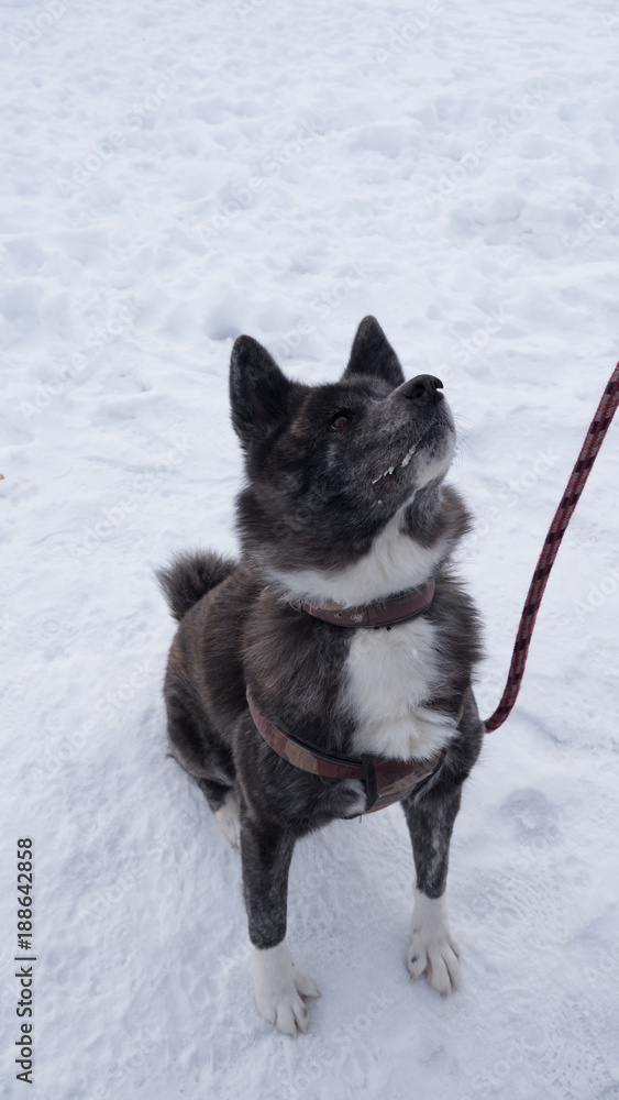 Naklejka premium 秋田犬