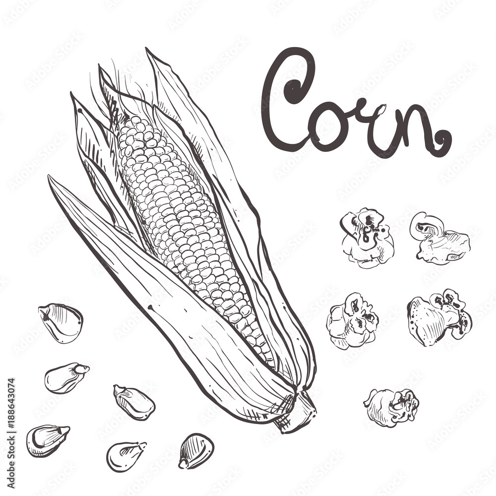 Hand drawn vector illustration set of black corn, grain, popcorn. sketch. Vector eps 8 Hand drawn vector illustration set of black corn, grain, popcorn. sketch. Vector eps 8
