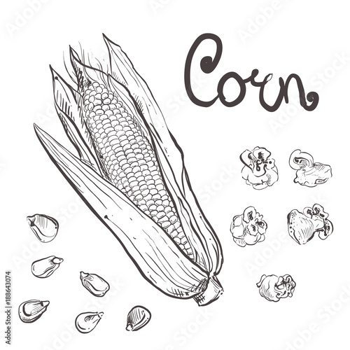 Hand drawn vector illustration set of black corn, grain, popcorn. sketch. Vector eps 8