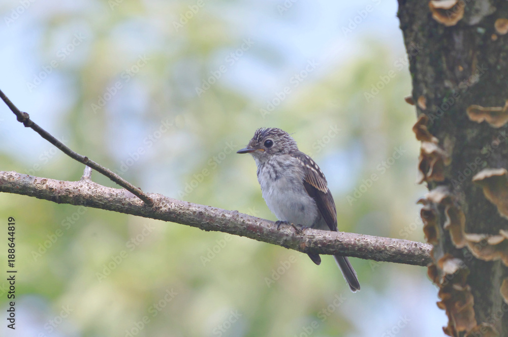 Obraz premium キビタキ ♀幼鳥