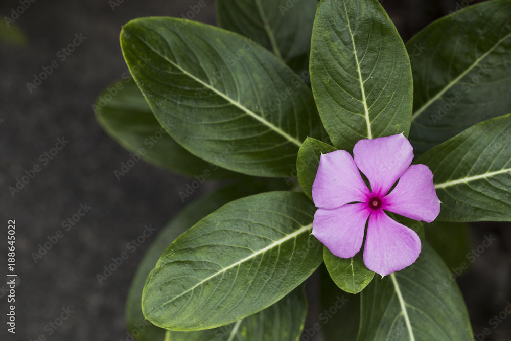 Beautiful pink flower blooming. Beautiful pink flower blooming.