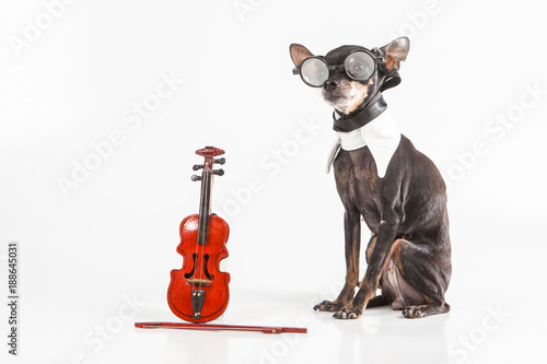 A dog with a violin. A smal...