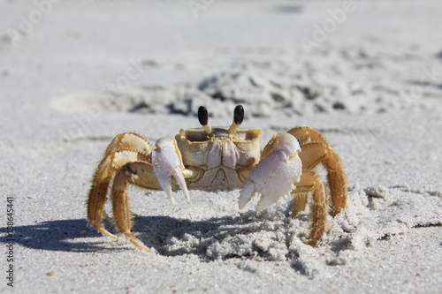 crab
