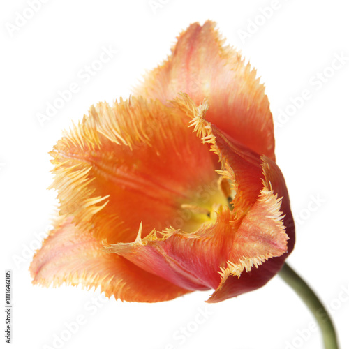 Terry flower tulip isolated on white background.