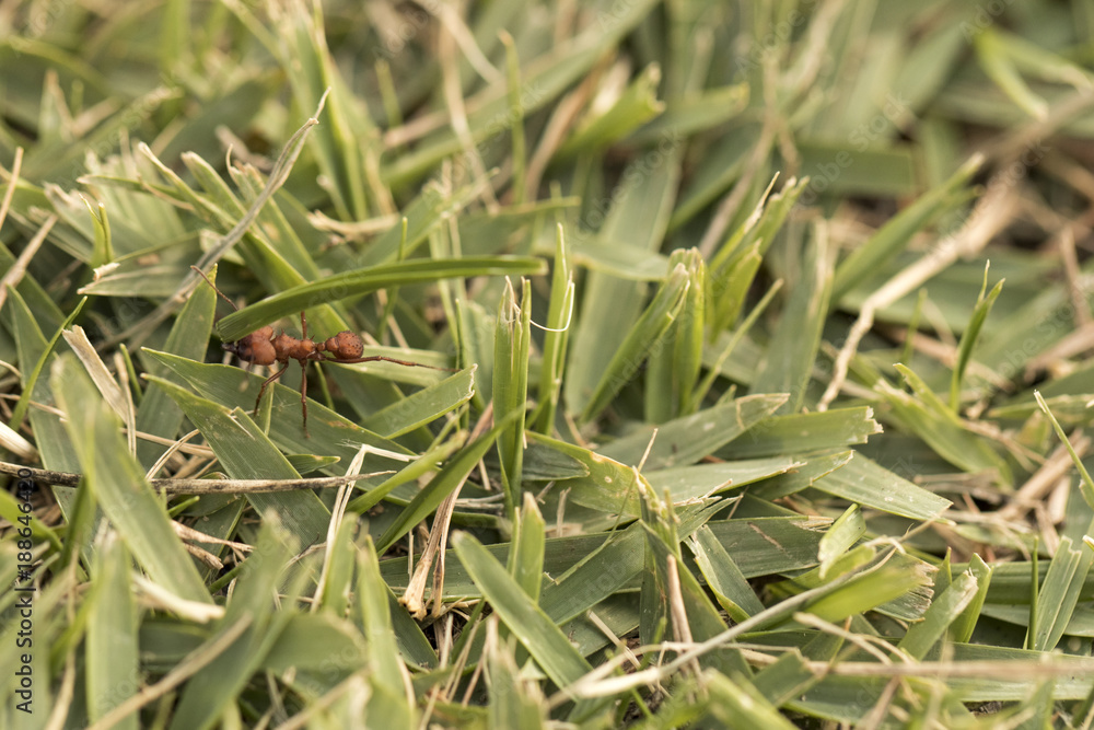Ant working carring food around. Macro photo. Ant working carring food around. Macro photo.
