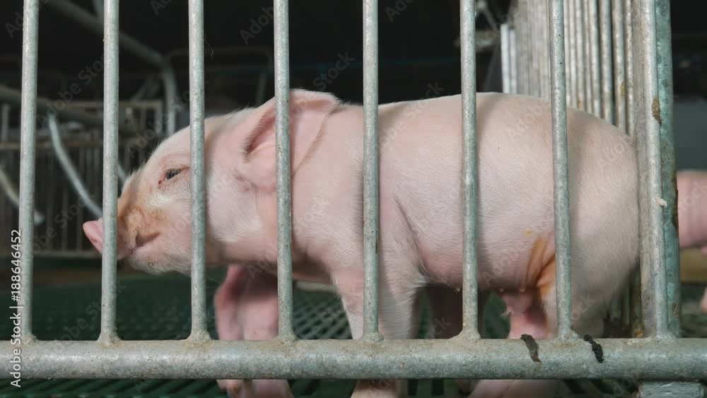 Pig in Farm Pig in Farm