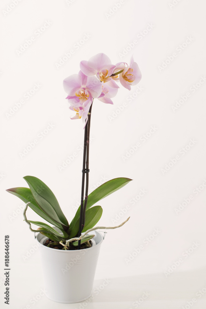 pink orchid on white background