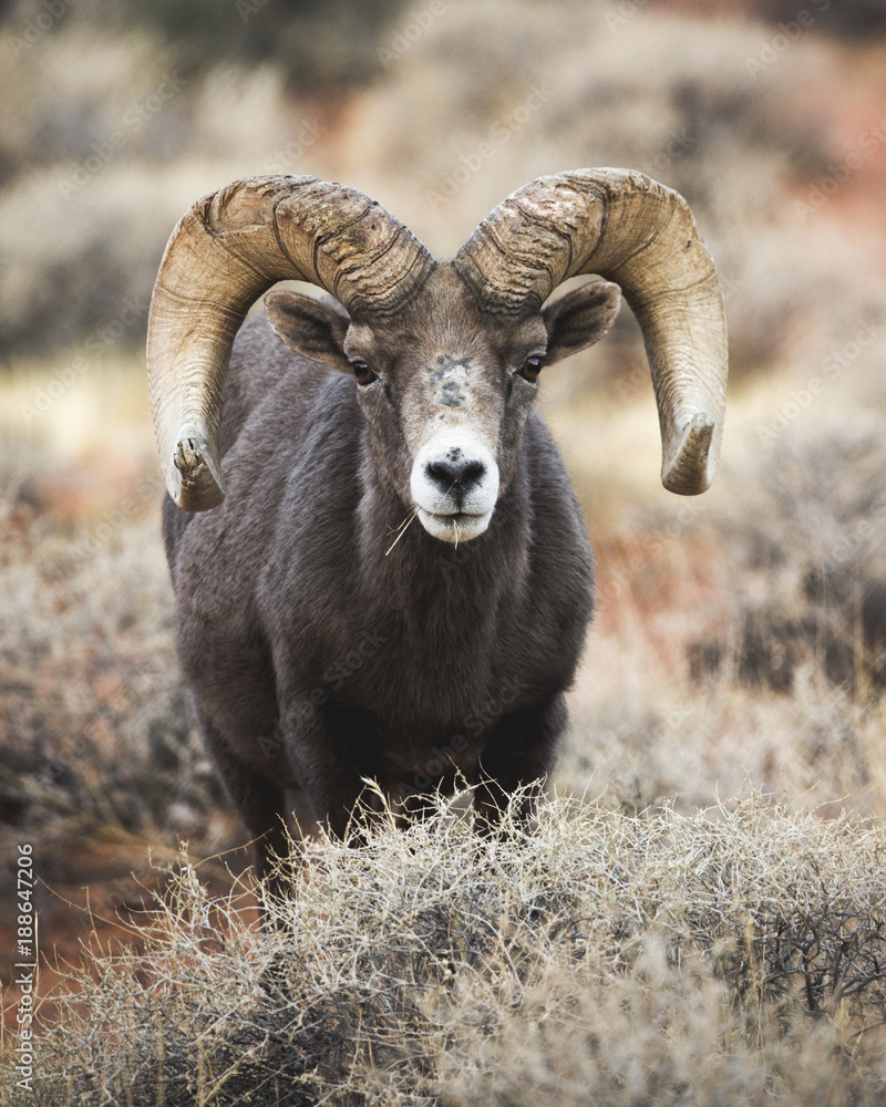 Head on Big Horn Head on Big Horn