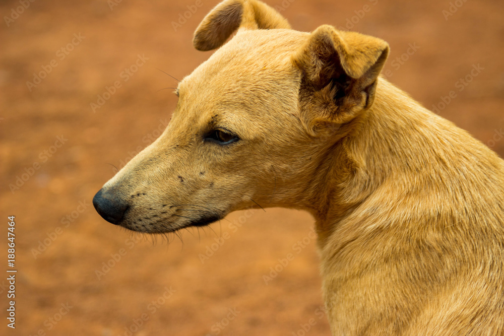 Dog Dog
