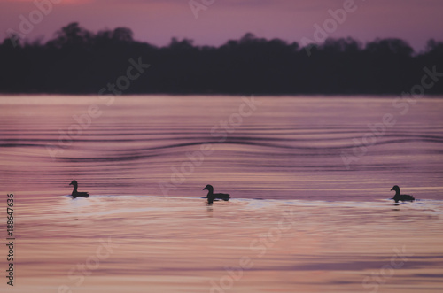 Patos en el atardecer de la laguna.