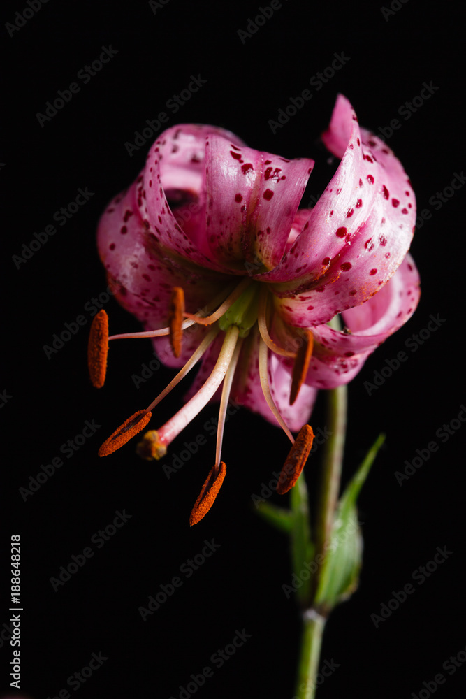 lily flower on the black lily flower on the black