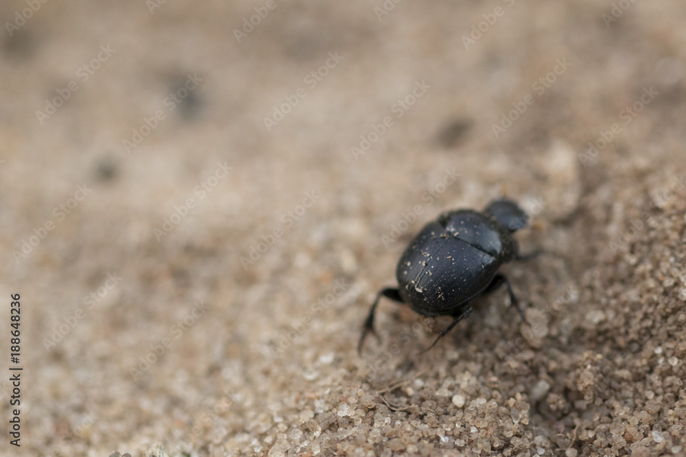 Little black beetle wondering in the sand. Looking for a place t Little black beetle wondering in the sand. Looking for a place t