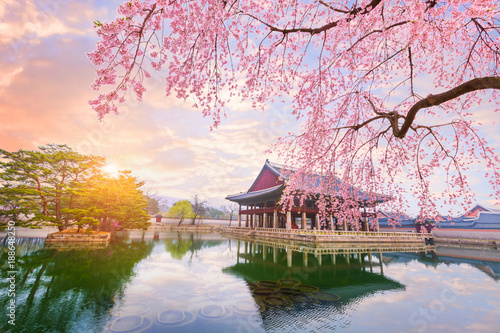 Fototapeta Gyeongbokgung palace with cherry blossom tree in spring time in seoul city of korea, south korea