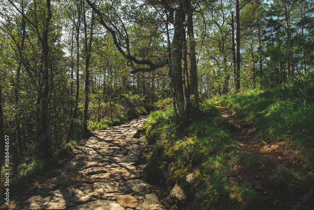 camino preikestolen por el bosque, noruega  