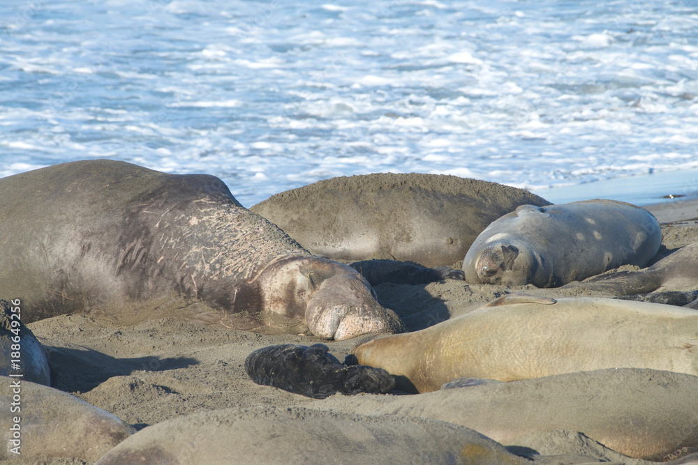 Obraz premium Elephant seal laying on a beach in California, napping in the mid day sunshine. Elephant seals take their name from the large proboscis of the adult male (bull), which resembles an elephant