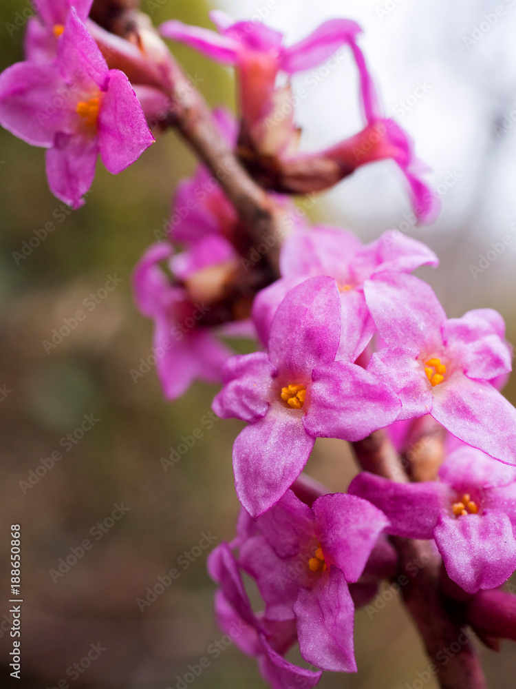 Przedwiośnie w lesie zakwita wawrzynek wilczełyko (Daphne mezereum) Przedwiośnie w lesie zakwita wawrzynek wilczełyko (Daphne mezereum)