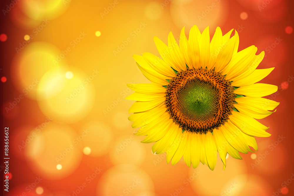 Fototapeta premium sunflower beautiful, yellow flower