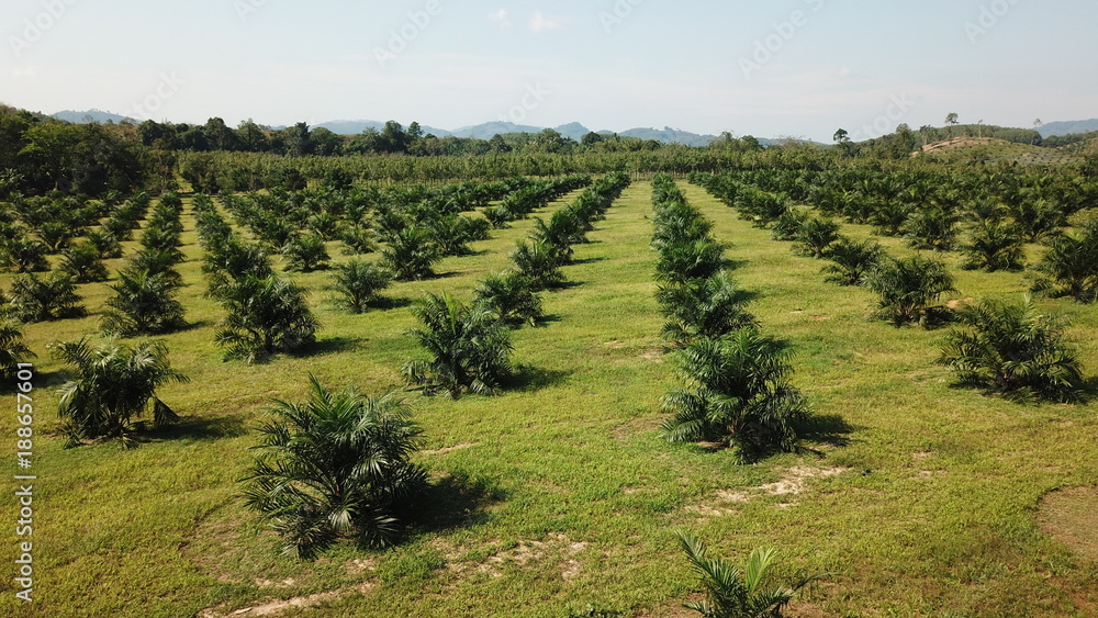 Naklejka premium Oil palm plantations