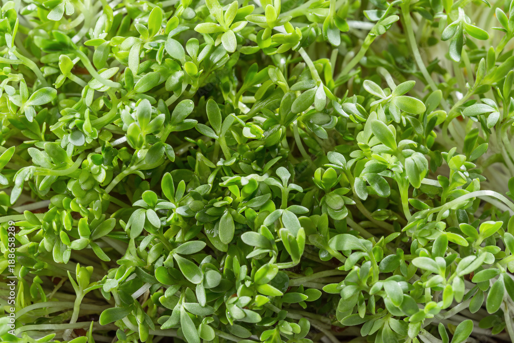 Fresh cress salad isolated on white. Fresh cress salad isolated on white.