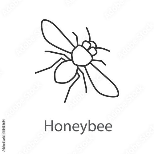 Honey bee linear icon