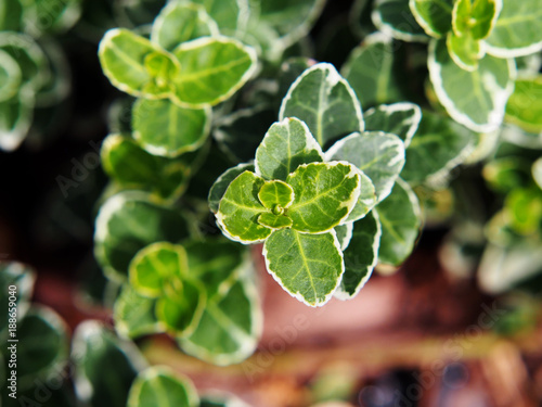 Fotografie Fortune's spindle, winter creeper, wintercreeper - Euonymus fortunei 'Emerald Ga