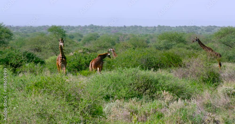 Herd Of Masai Giraffes Grazing; Amboseli & Just Outside; Amboseli, Kenya, Africa Herd Of Masai Giraffes Grazing; Amboseli & Just Outside; Amboseli, Kenya, Africa