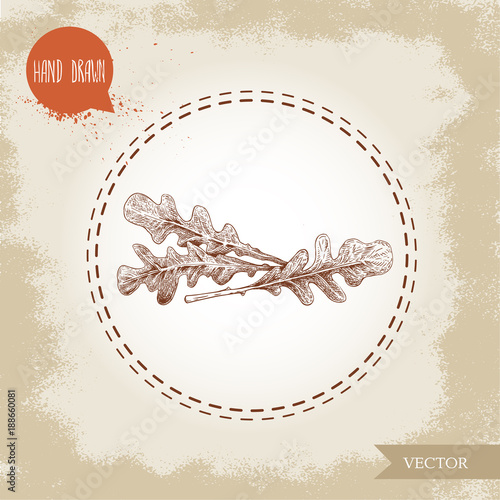 Hand drawn sketch style arugula leaves. Vector illustration isolated on old vintage background. Fresh farm salad.