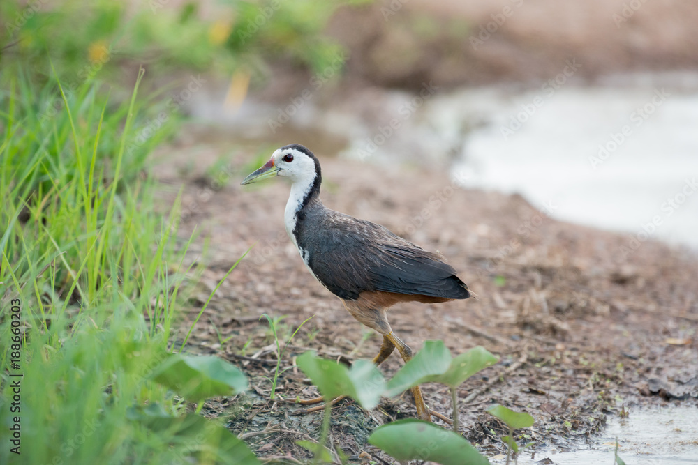 Fototapeta premium The white-breasted waterhen (Amaurornis phoenicurus) is a waterbird of the rail and crake family, Rallidae, that is widely distributed across Southeast Asia and the Indian Subcontinent.