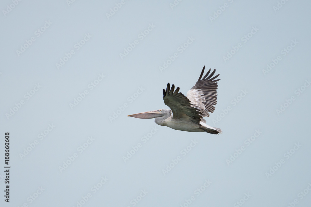 Obraz premium The spot-billed pelican or grey pelican (Pelecanus philippensis) is a member of the pelican family. It breeds in southern Asia.