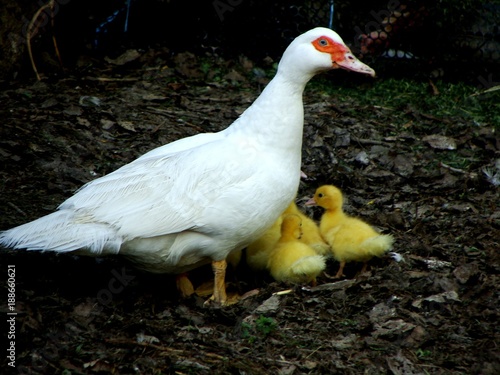 Kleine Entenfamilie photo