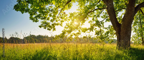Dekoracja na wymiar  birch-tree-foliage-in-morning-light-with-sunlight-sunrise-on-the-field