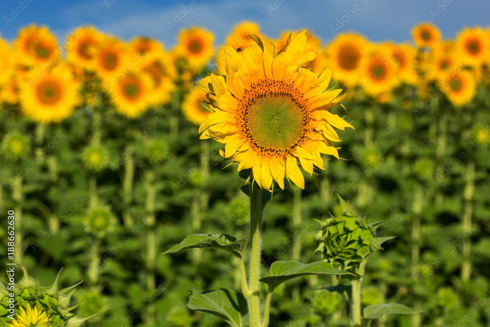 Fototapeta premium Sunflower field with cloudy blue sky