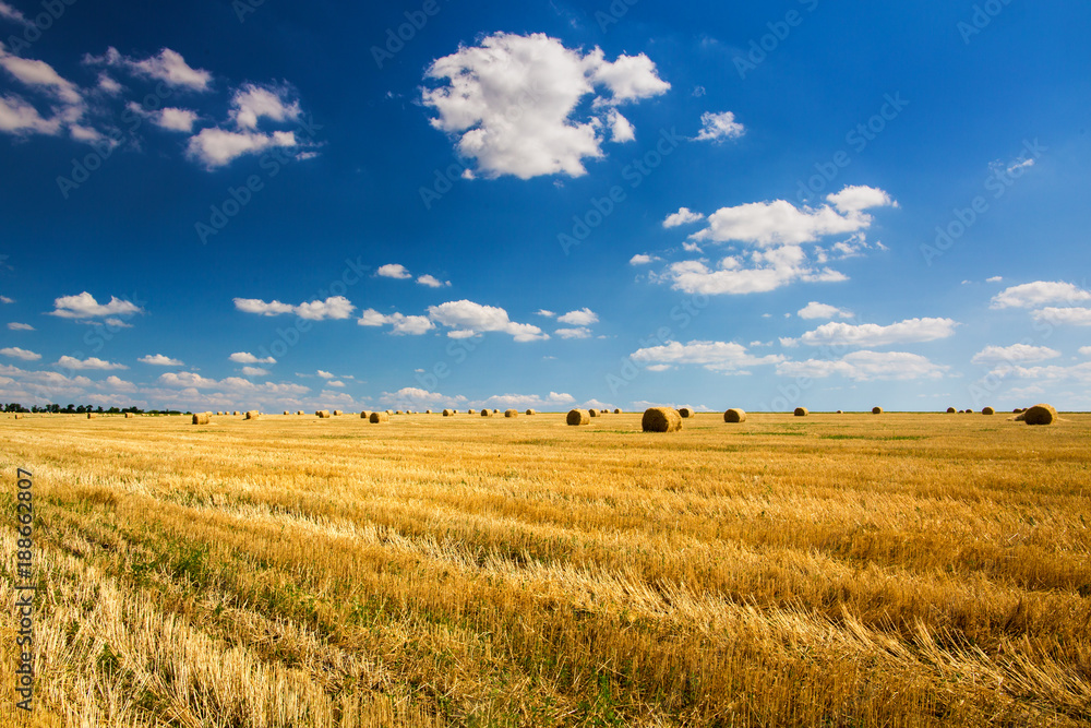 Golden sheaves of wheat hay with blue sky