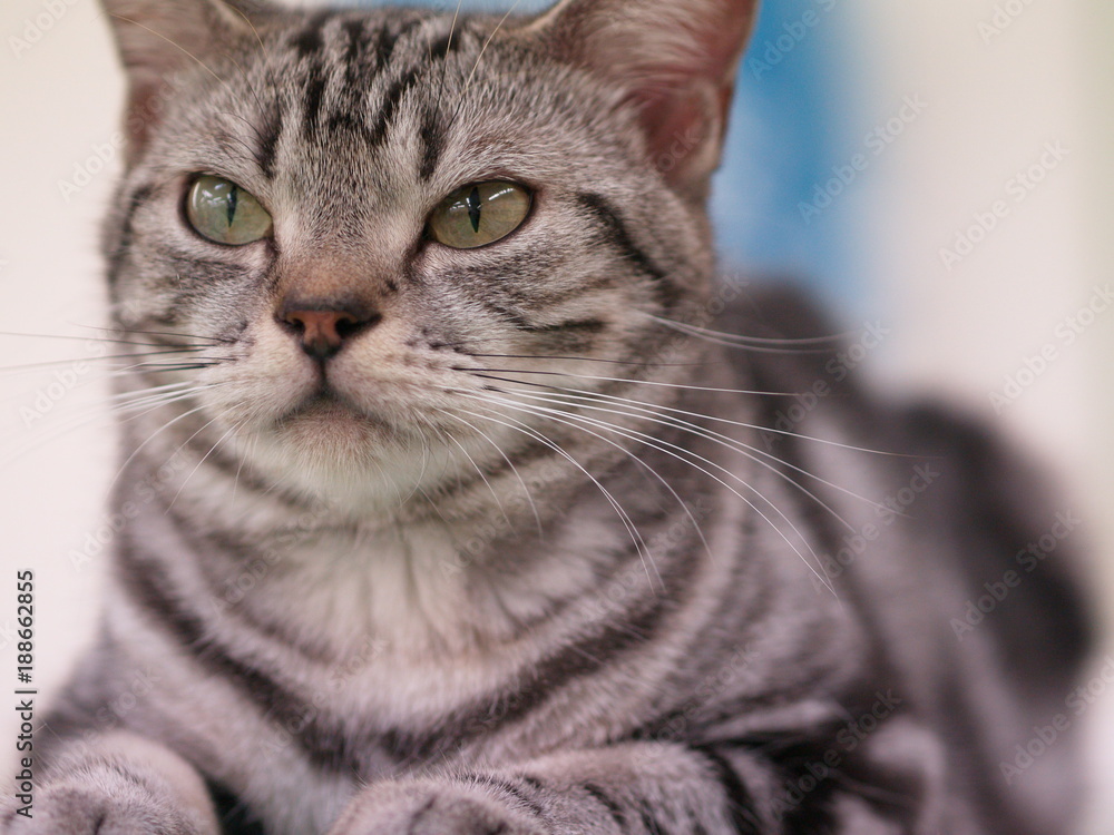 Fototapeta premium 猫カフェ