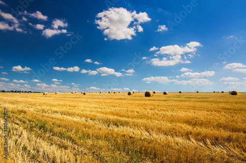 Golden sheaves of wheat hay with blue sky