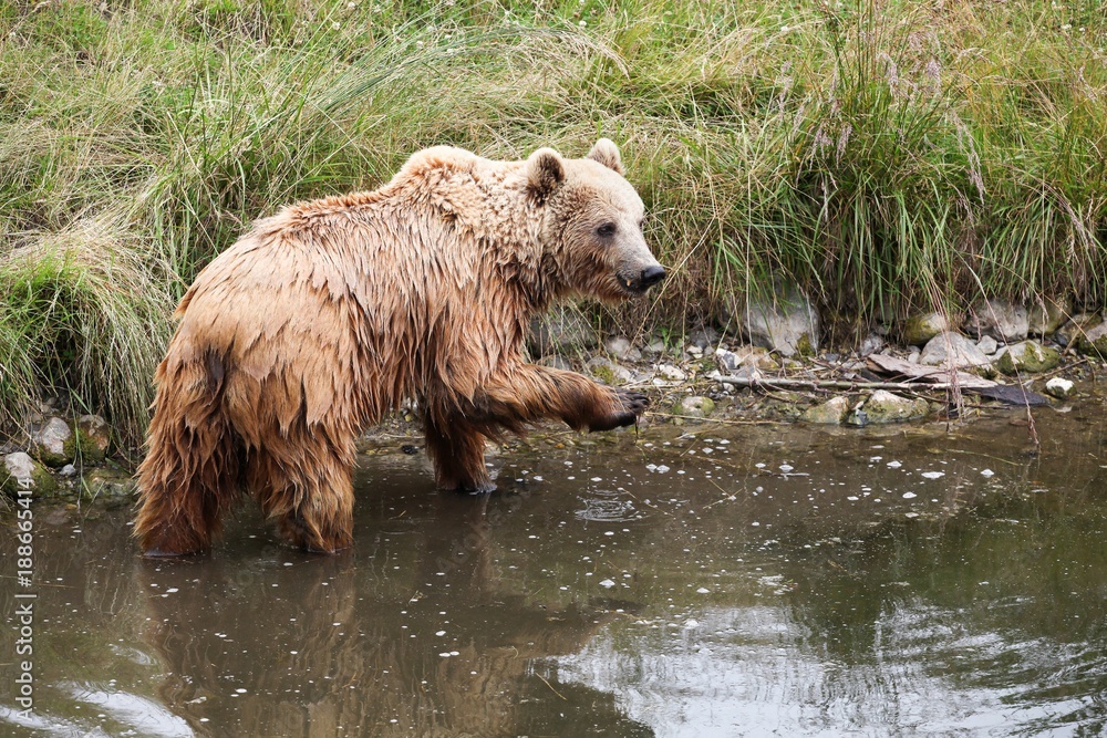 Brown bear in the nature Brown bear in the nature