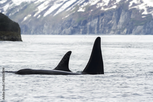 Two killer whales (Orca), Kamchatka Peninsula, Russia.